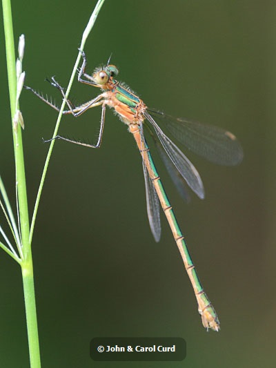 J16_1962 Lestes sponsa female.JPG